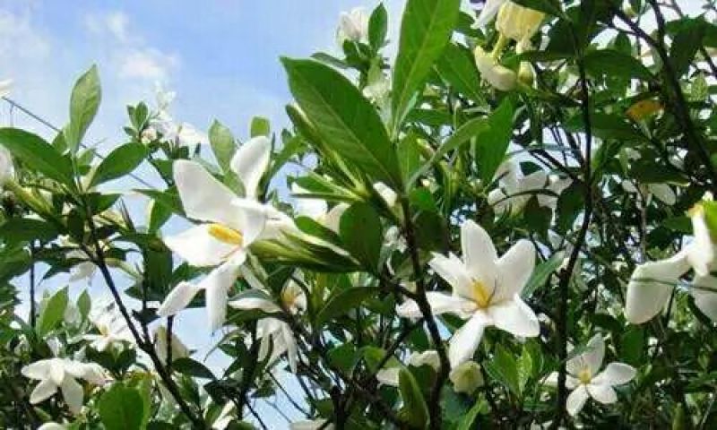 药用栀子花统货