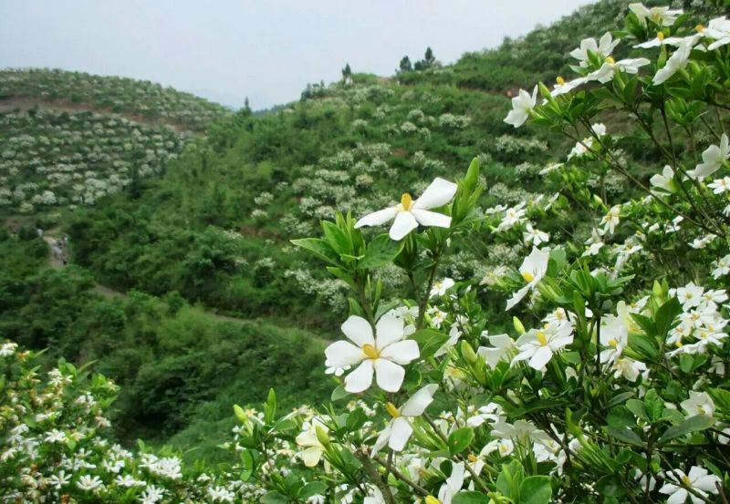 药用栀子花统货