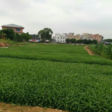 空心菜30厘米以上