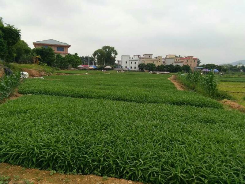 空心菜30厘米以上
