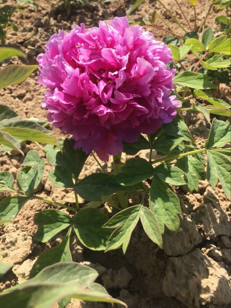 牡丹花苗1到5年生标准嫁接苗牡丹基地直销包活包开
