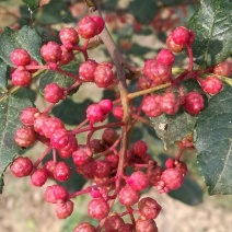 大红袍花椒特级干