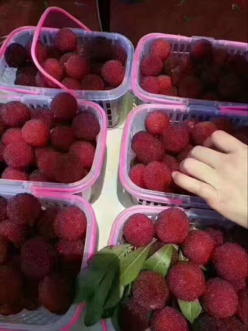 东魁杨梅