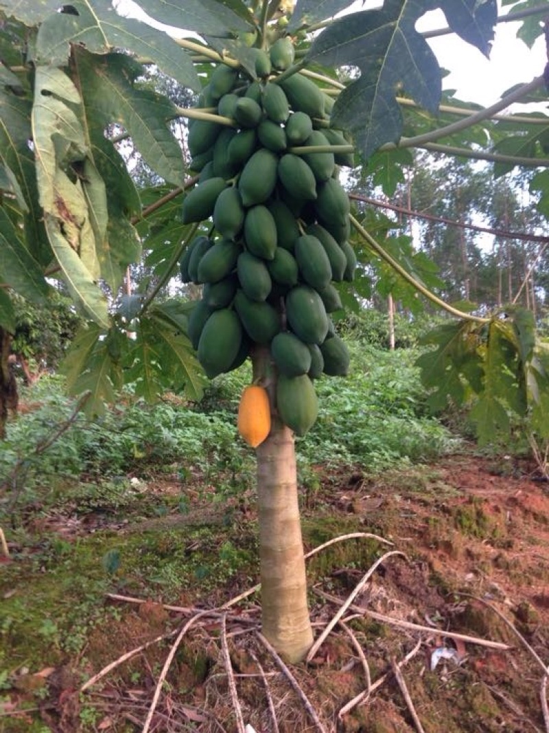 木瓜树苗