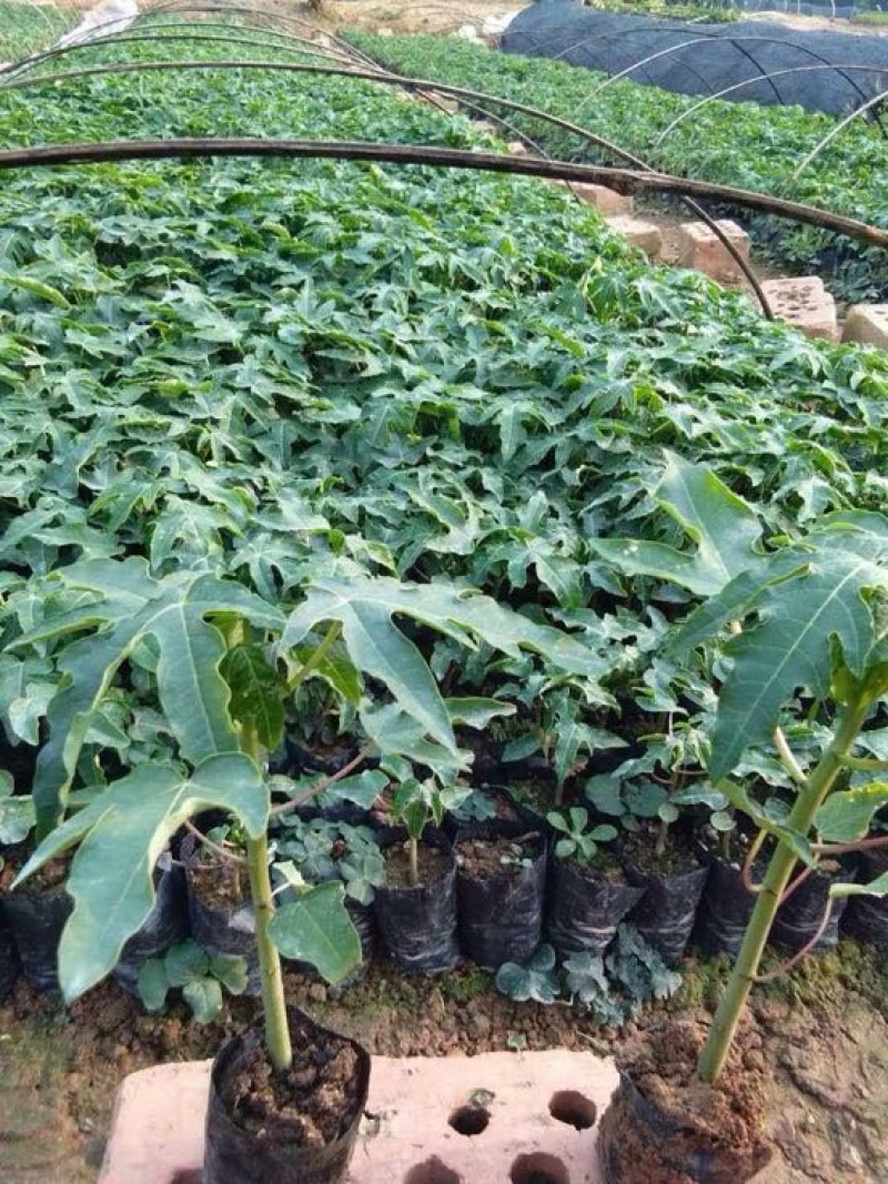 木瓜树苗
