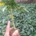 木瓜树苗