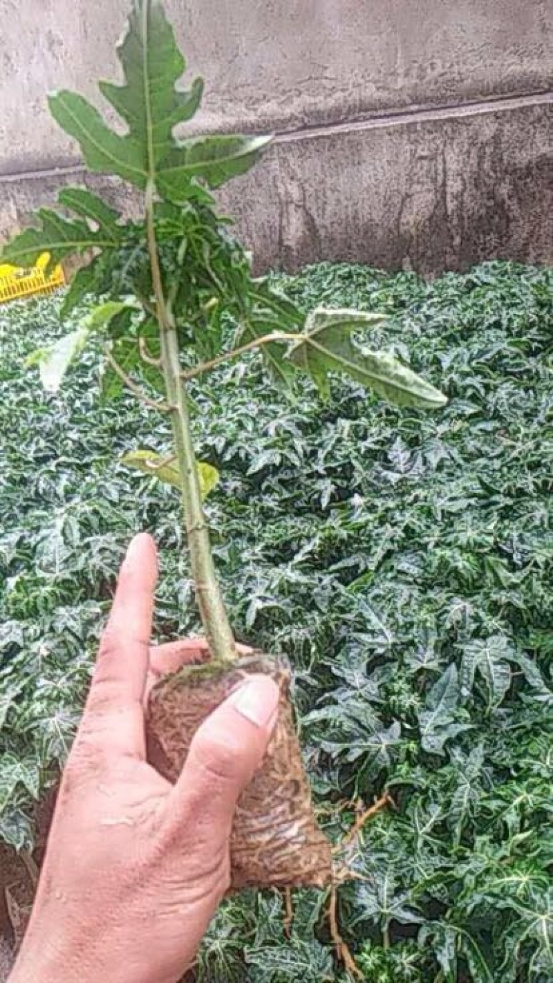 木瓜树苗