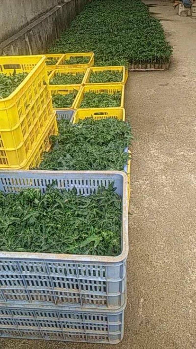 木瓜树苗