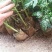 木瓜树苗