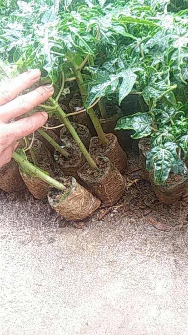 木瓜树苗