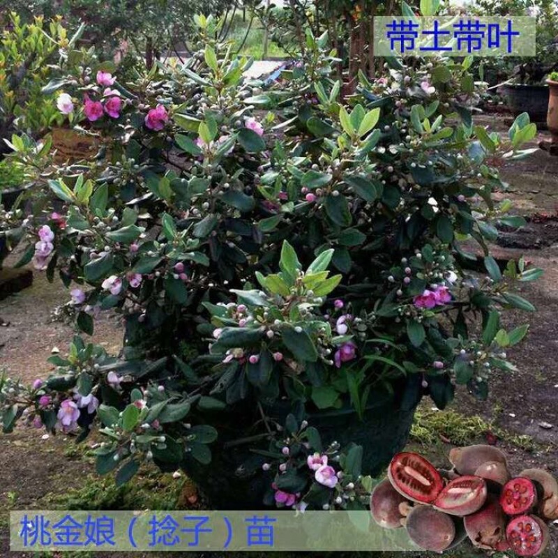 百千层苗