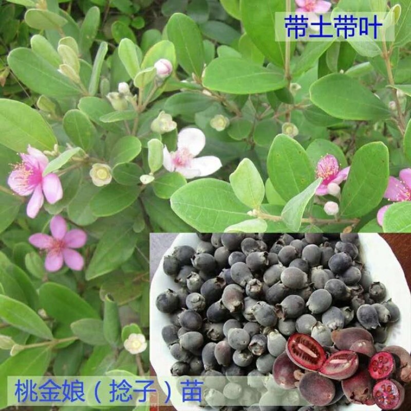 百千层苗