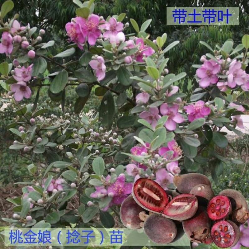 百千层苗