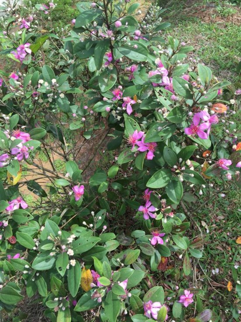 百千层苗