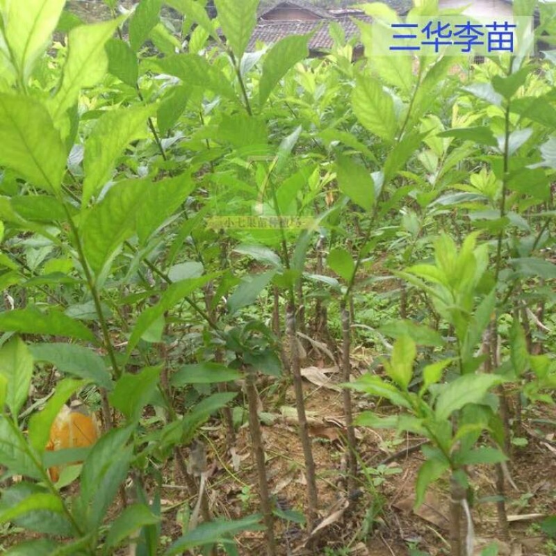三华李树苗
