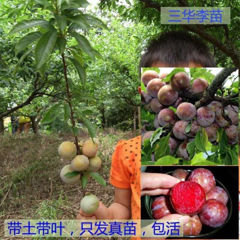 三华李树苗
