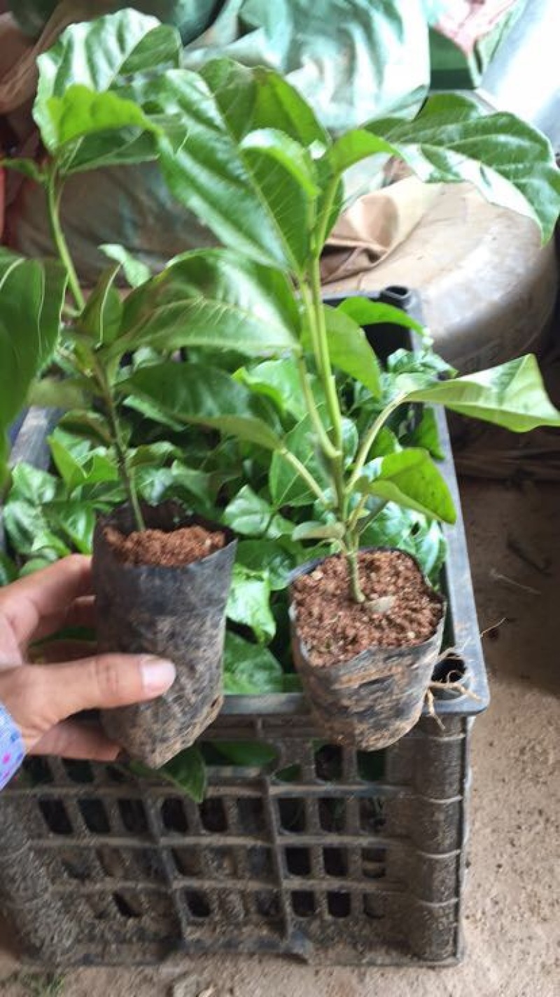 满天星百香果苗
