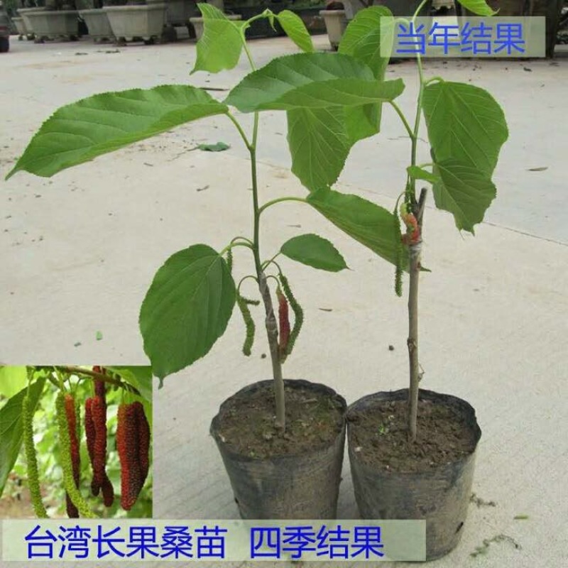 长果桑树苗
