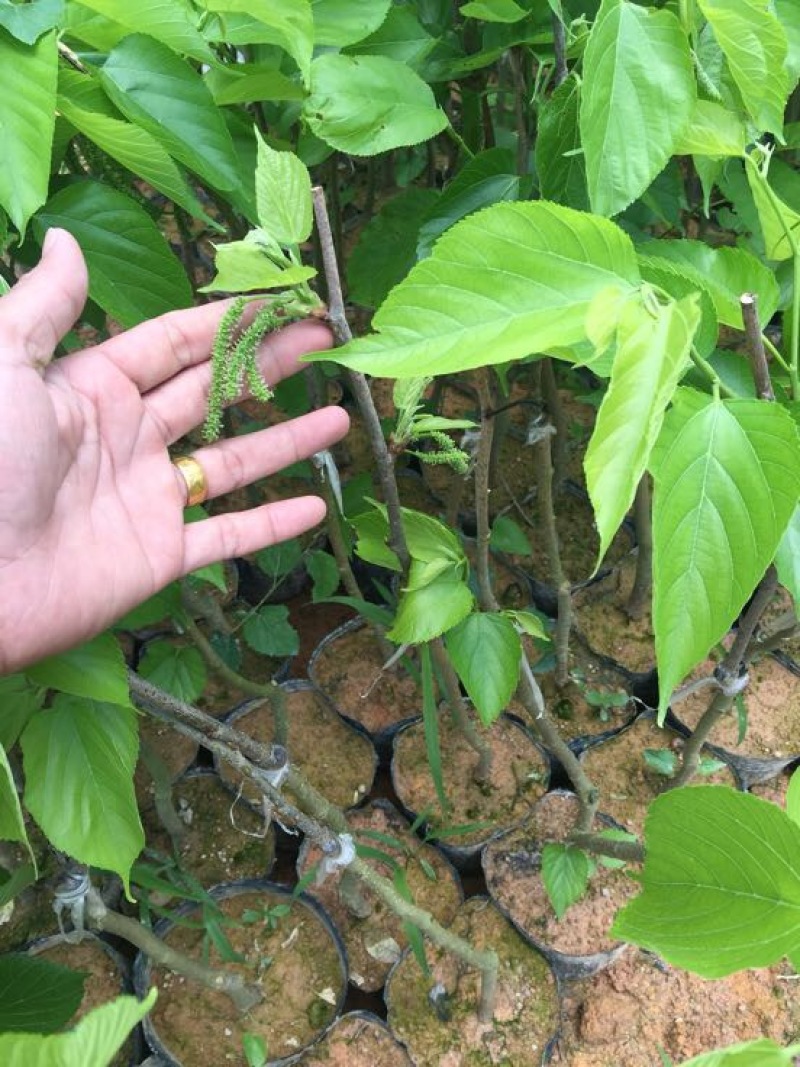 长果桑树苗