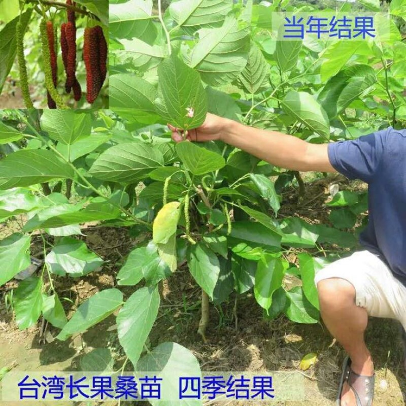长果桑树苗