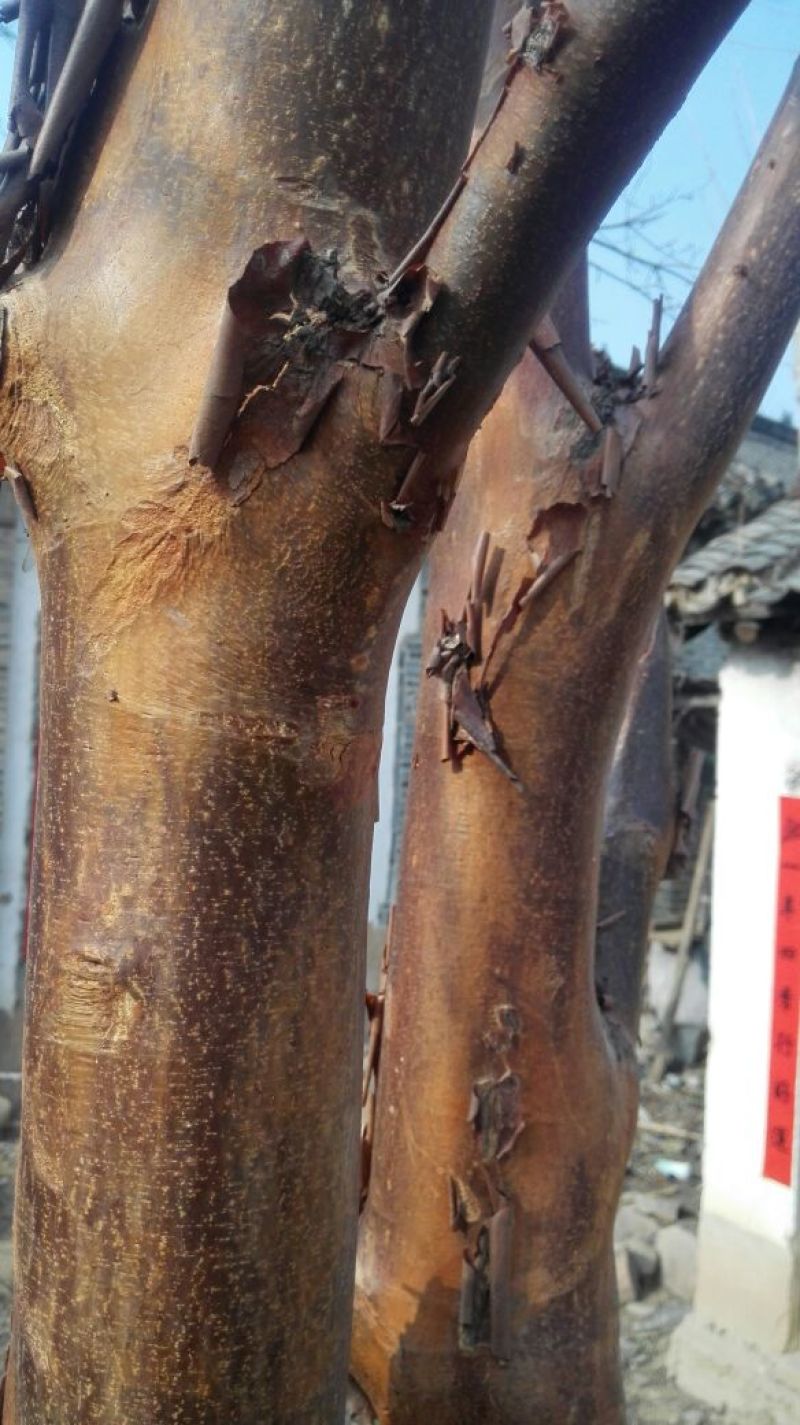 血皮槭/中华血皮槭小苗30~50cm