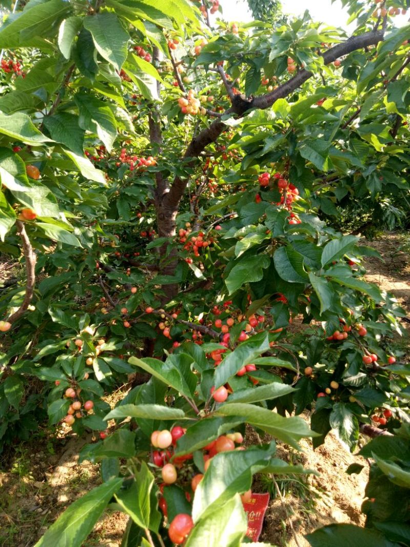 红灯大樱桃陆地红灯樱桃，基地直供，樱桃5月10号开始上市