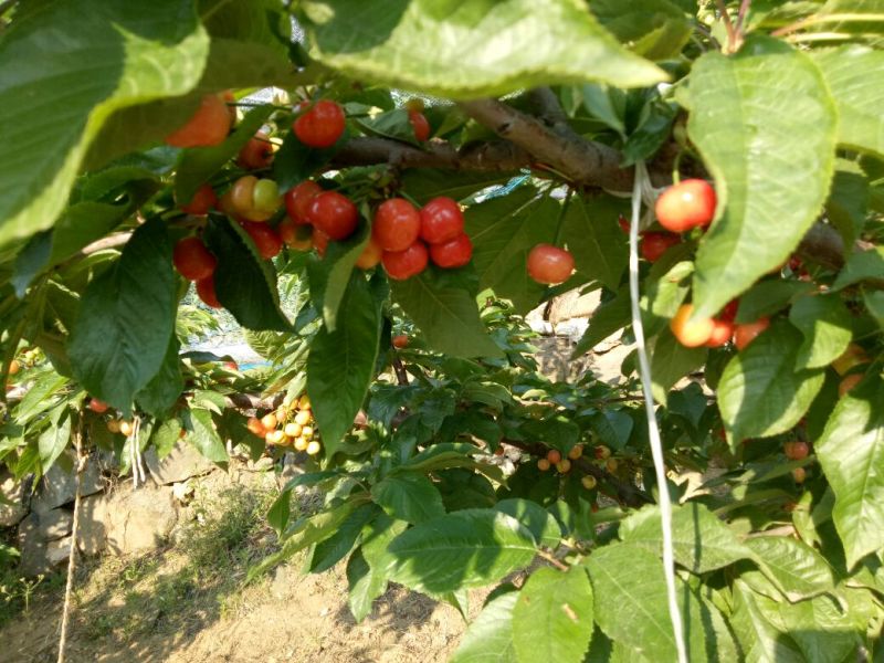 红灯大樱桃陆地红灯樱桃，基地直供，樱桃5月10号开始上市