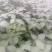翠绿宝大量上市了，需要的朋友通过一亩田毛豆12~18克