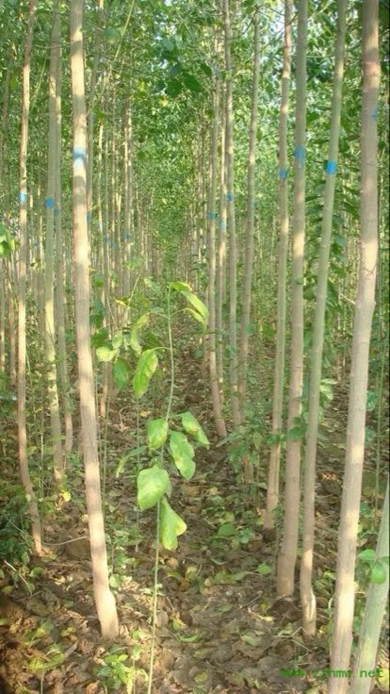丝绵木