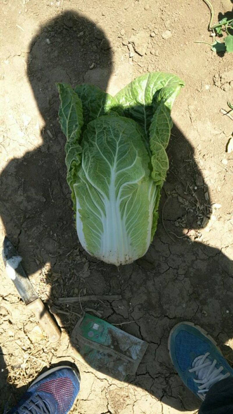 精品黄心大白菜（金翡翠）大量上市中，产地直供，价格便宜。