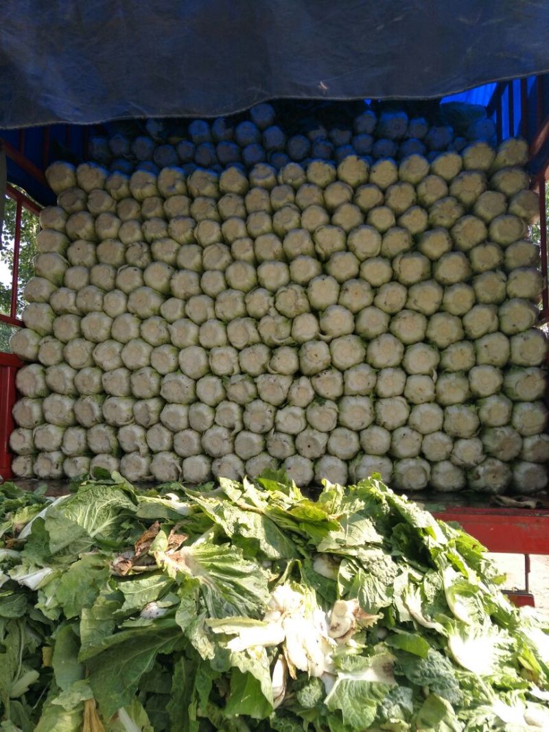 精品黄心大白菜（金翡翠）大量上市中，产地直供，价格便宜。
