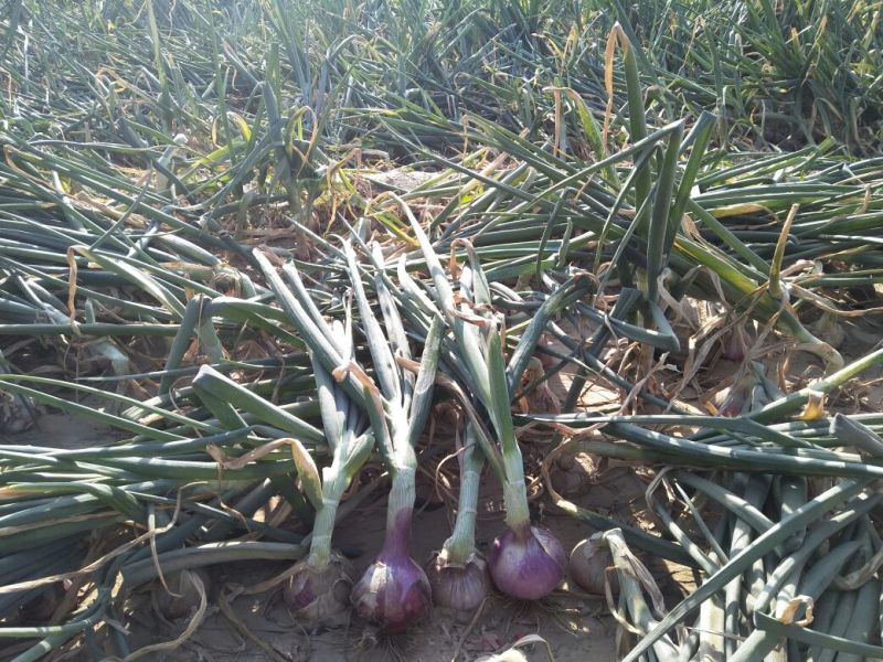 安阳内黄县红皮洋葱量大从优产地直发货源充足