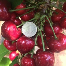 美早樱桃苗2年50~80cm