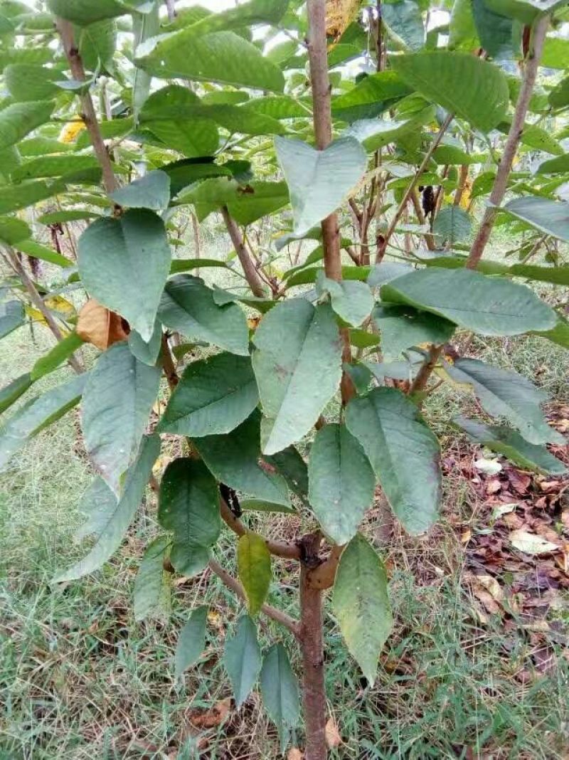 美早樱桃苗2年50~80cm