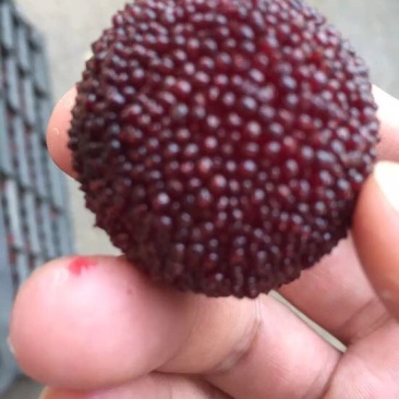 东魁杨梅