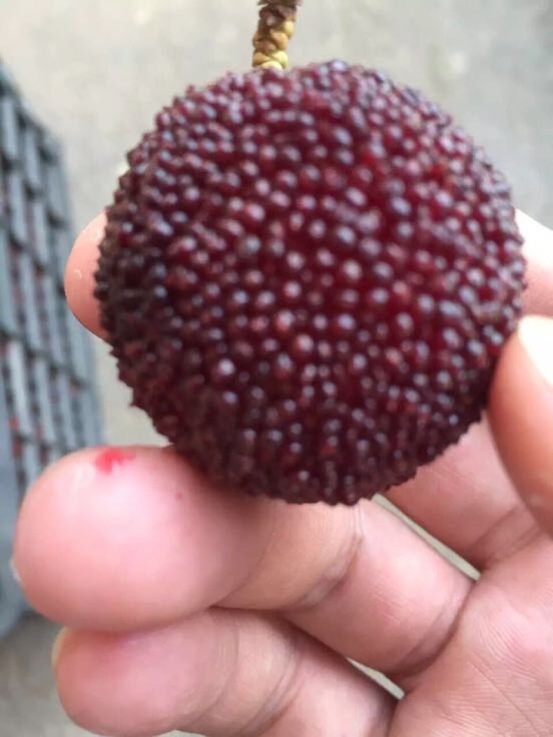 东魁杨梅