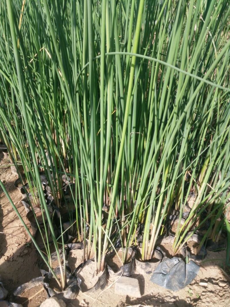 睡莲盆栽睡莲品种睡莲香水睡莲睡莲供应睡莲基地