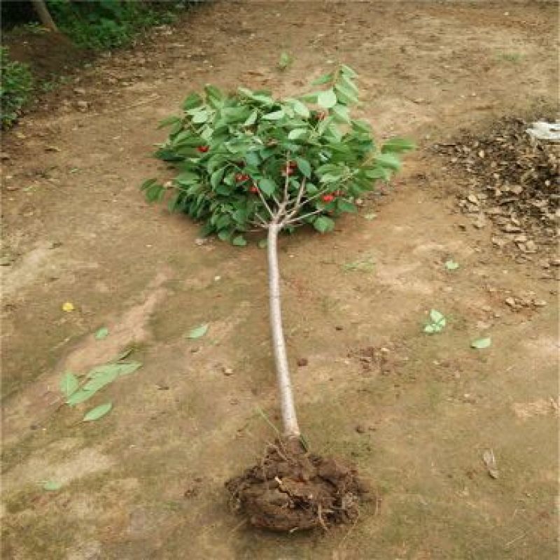 脱毒矮化樱桃苗2年50~80cm