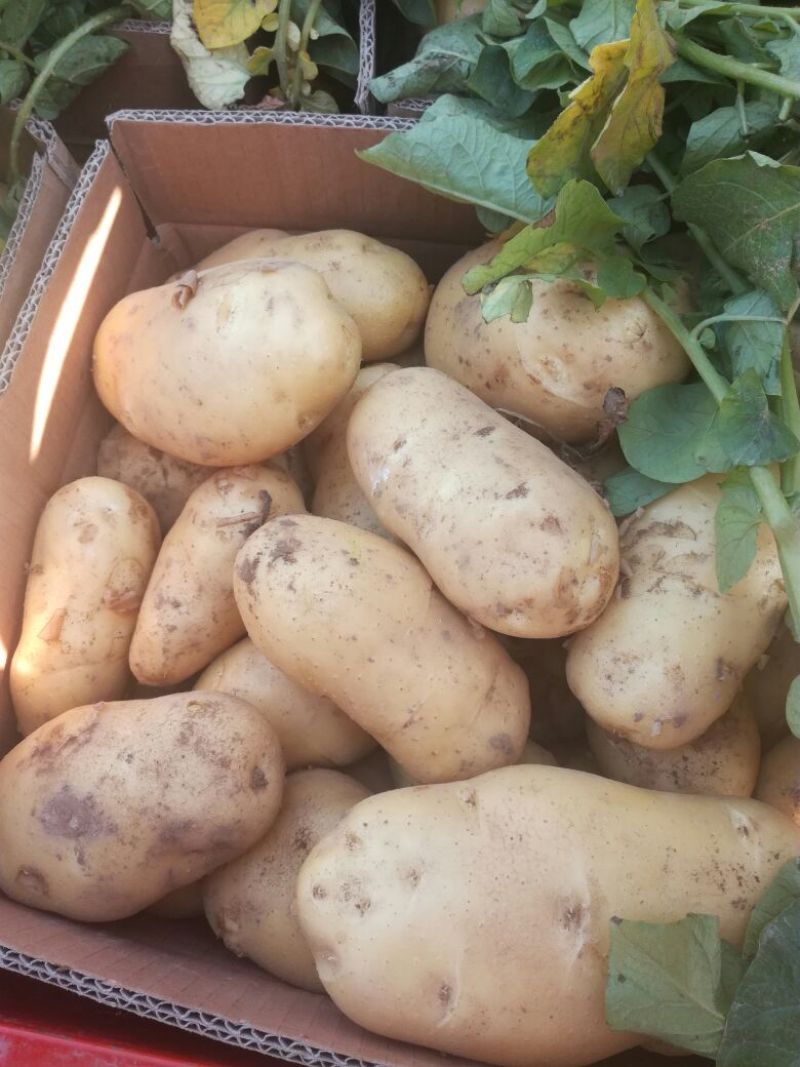 V7荷兰十五土豆，商超品质**，可视频验货