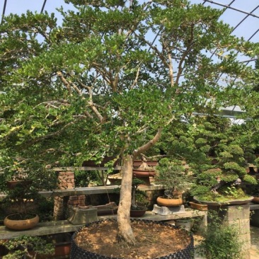黄杨盆景