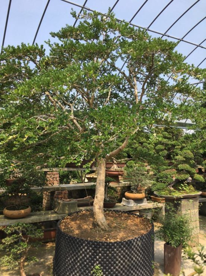 黄杨盆景