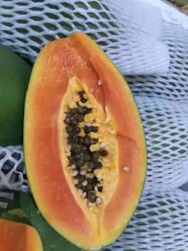 木瓜树苗