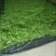 岩茶