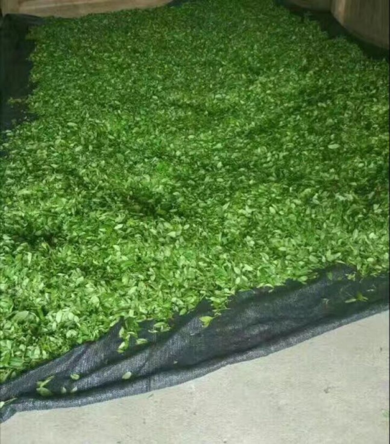 岩茶
