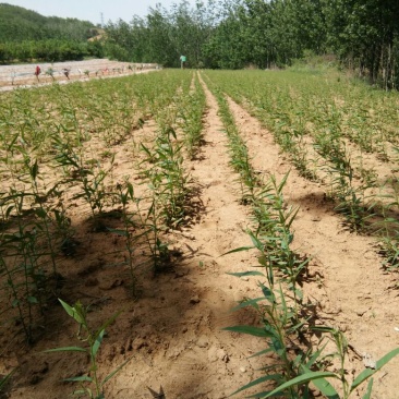 毛桃树苗30cm以下
