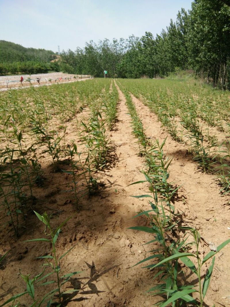 毛桃树苗30cm以下