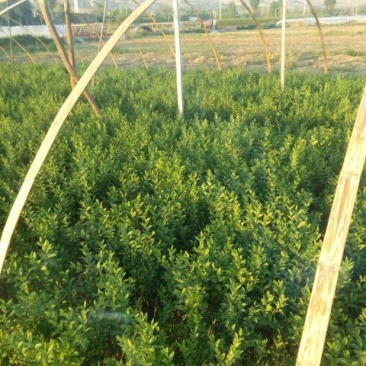 水腊50~80cm