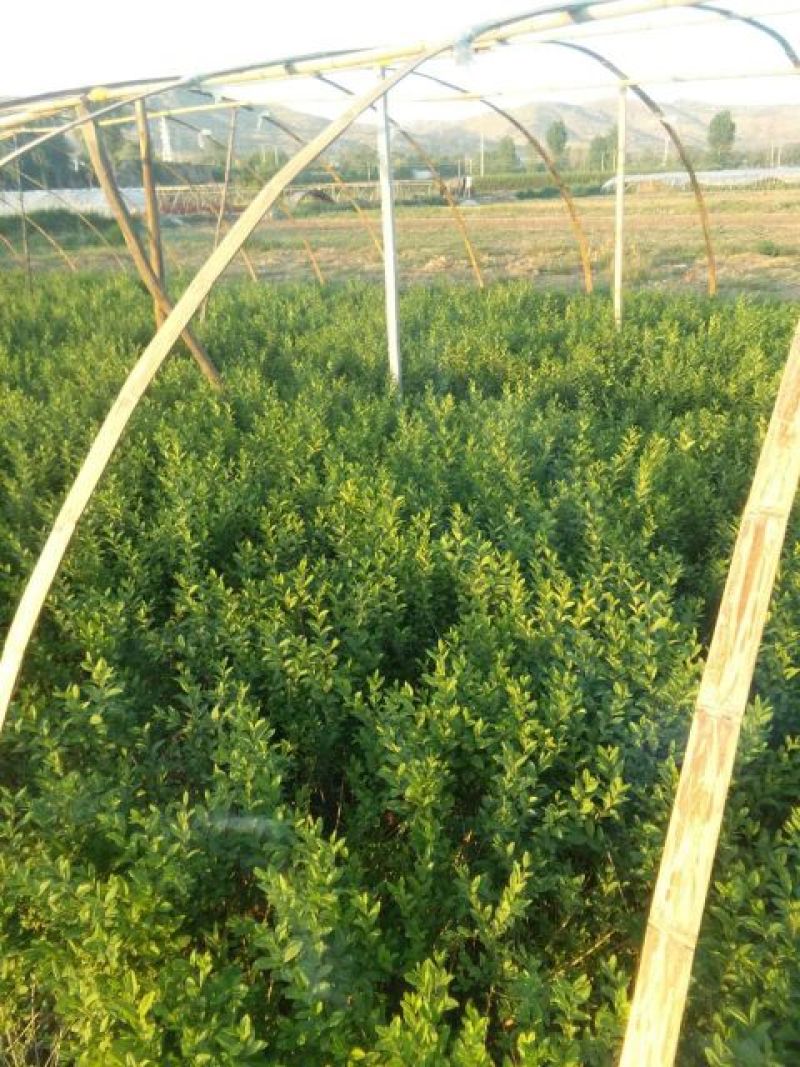 水腊50~80cm