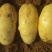 安丘荷兰15土豆4两优质黄心