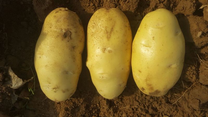 安丘荷兰15土豆4两优质黄心